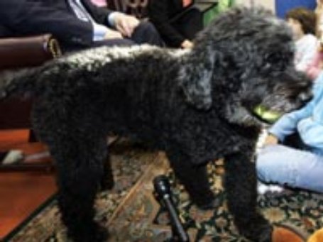 a-portuguese-water-dog